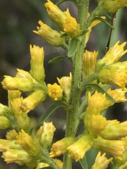 Solidago speciosa