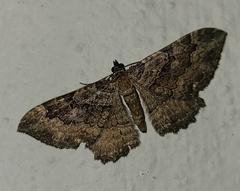 Rheumaptera meadii