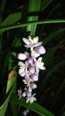 Liriope muscari