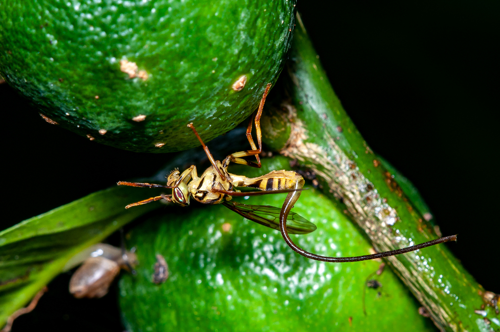 Papaya Fruit Fly in September 2022 by Federico Figueroa Cabezas