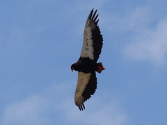 Terathopius ecaudatus