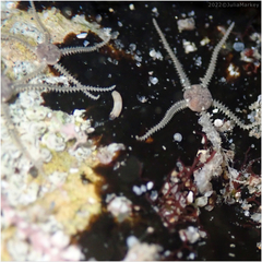 Amphipholis squamata