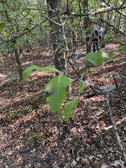 Sideroxylon lanuginosum