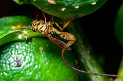 Toxotrypana curvicauda