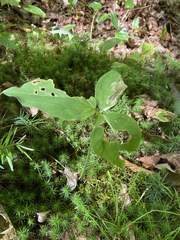 Trillium undulatum