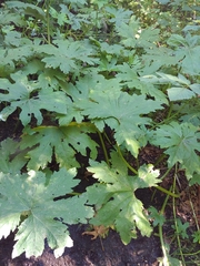 Petasites frigidus