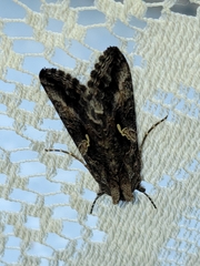 Autographa