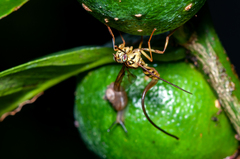 Toxotrypana curvicauda