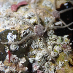 Amphipholis squamata