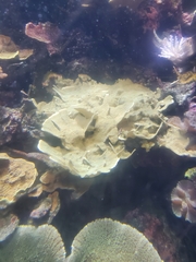 Montipora capricornis