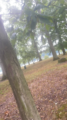 Carpinus caroliniana