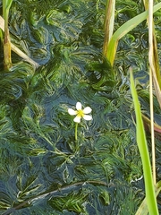 Ranunculus trichophyllus