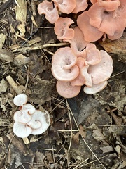 Guepinia helvelloides