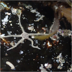 Amphipholis squamata