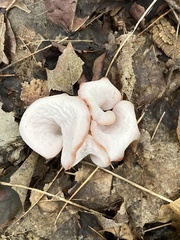 Guepinia helvelloides