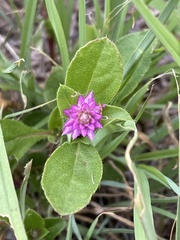 Gomphrena