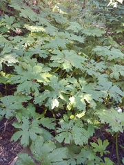 Petasites frigidus