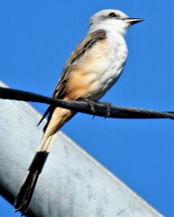 Tyrannus forficatus
