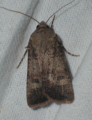 Agrotis trux