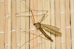 Pseudolimnophila lucorum