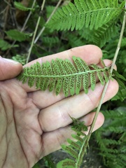 Athyriaceae