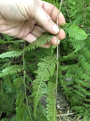 Athyriaceae