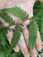 Athyriaceae