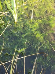 Ranunculus trichophyllus