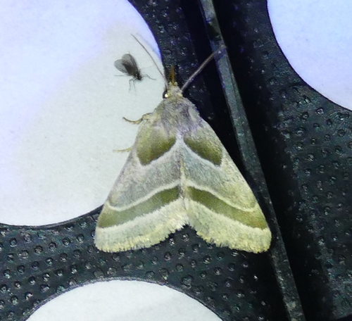 Boneset Flower Moth photo 2