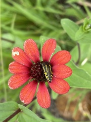 Acmaeodera scalaris