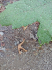 Petasites frigidus
