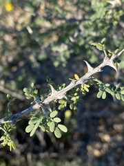 Mimosa aculeaticarpa