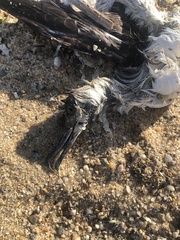 Procellariidae