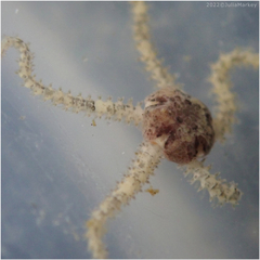 Amphipholis squamata