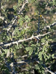 Mimosa aculeaticarpa