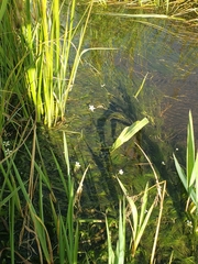 Ranunculus trichophyllus