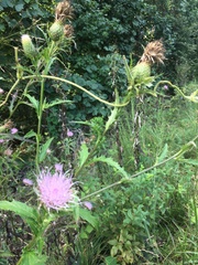 Cirsium altissimum