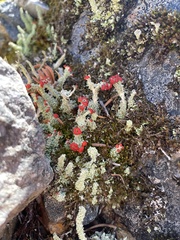 Cladonia bellidiflora