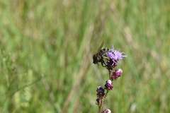 Promachus vertebratus