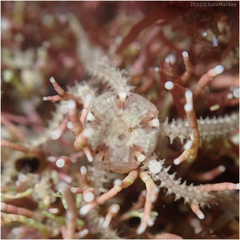 Amphipholis squamata