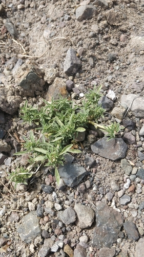 Amaranthus blitoides image