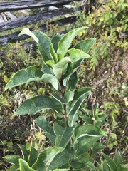 Salix pyrifolia