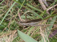 Mermiria intertexta