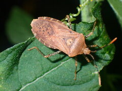 Anasa repetita