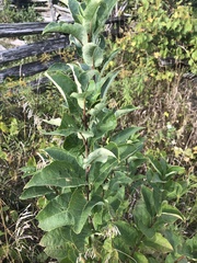 Salix pyrifolia