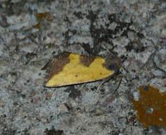 Stiria intermixta
