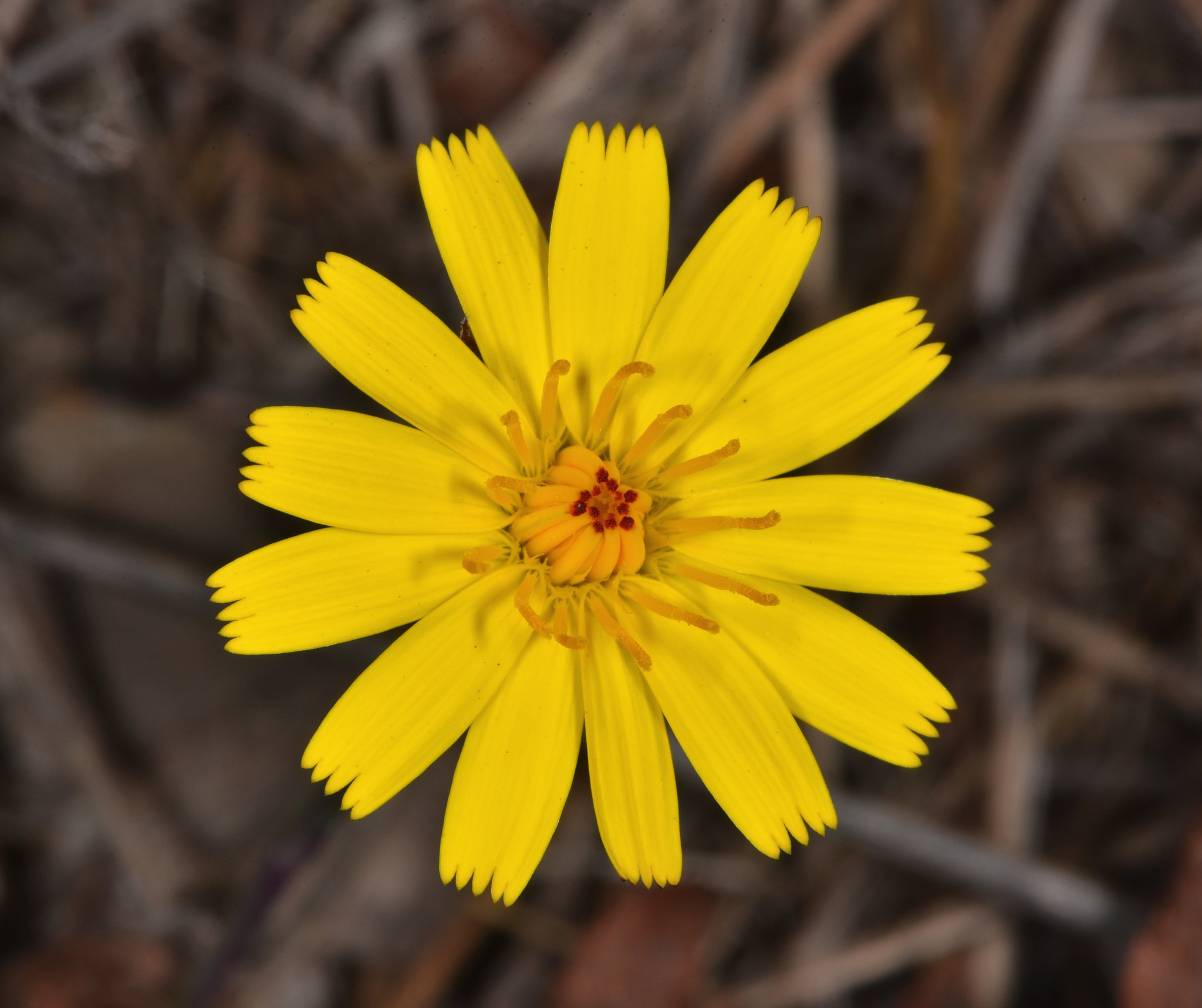 Hypochaeris