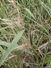 Mermiria intertexta