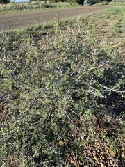 Mimosa aculeaticarpa