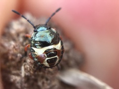Carpocoris